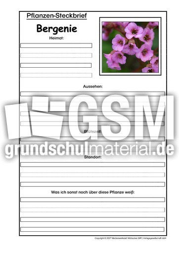 Pflanzensteckbrief-Bergenie.pdf